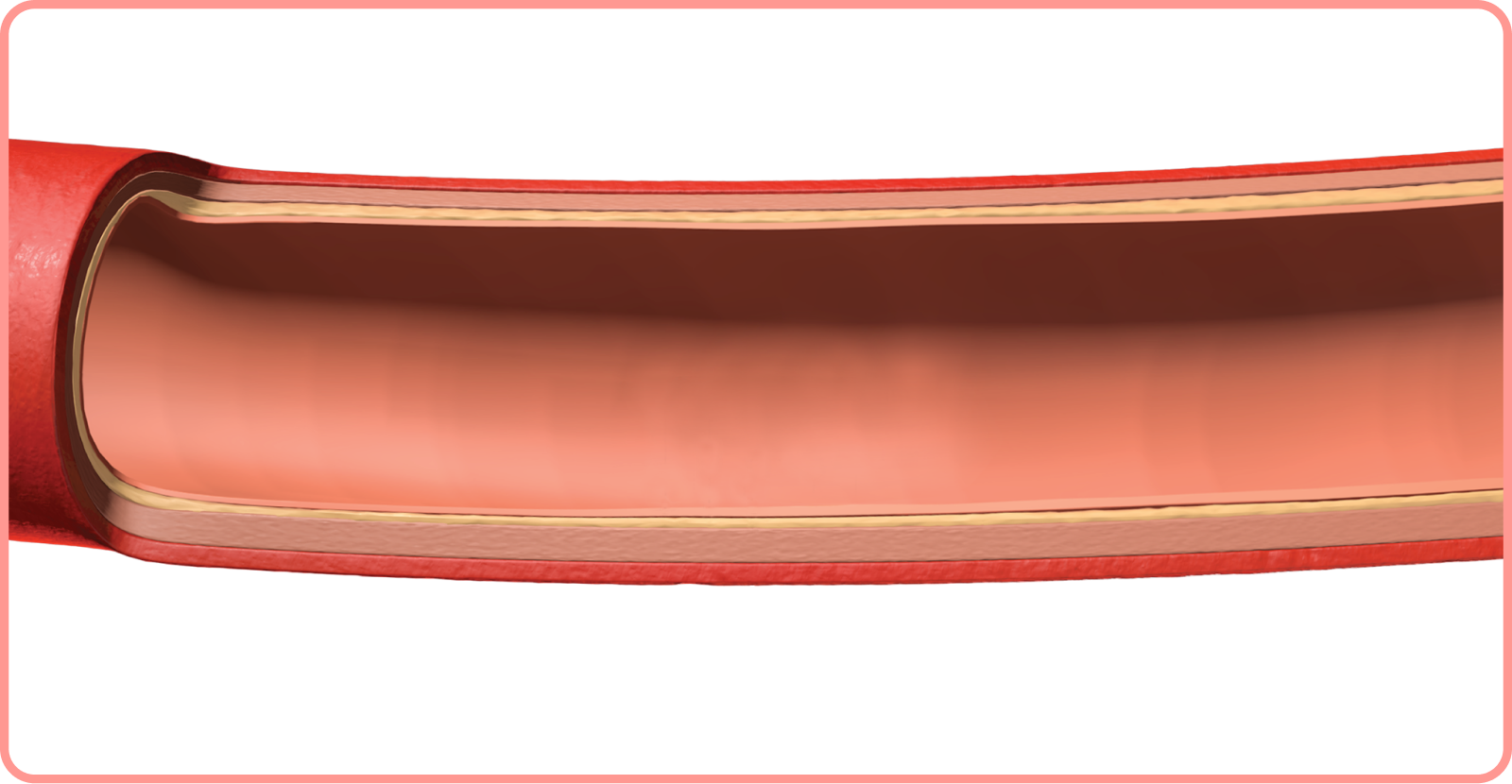 interactive artery: healthy artery