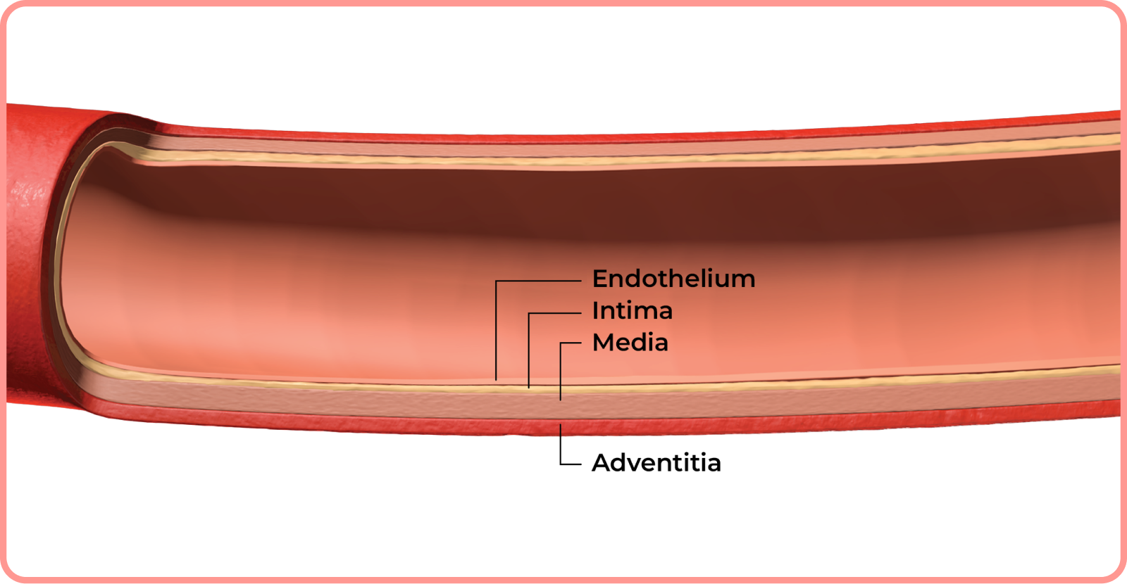 interactive artery: healthy artery