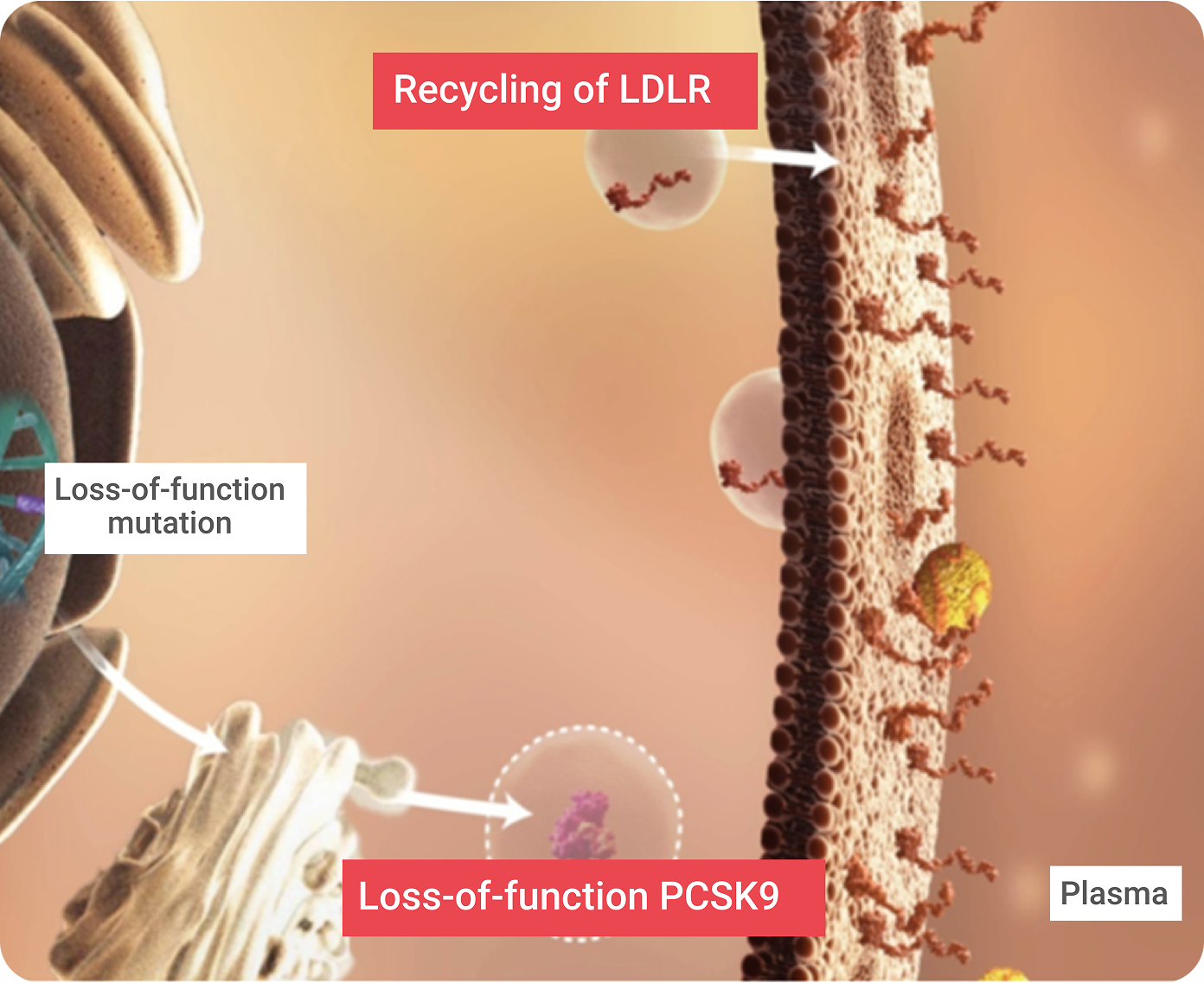 ldlr-1