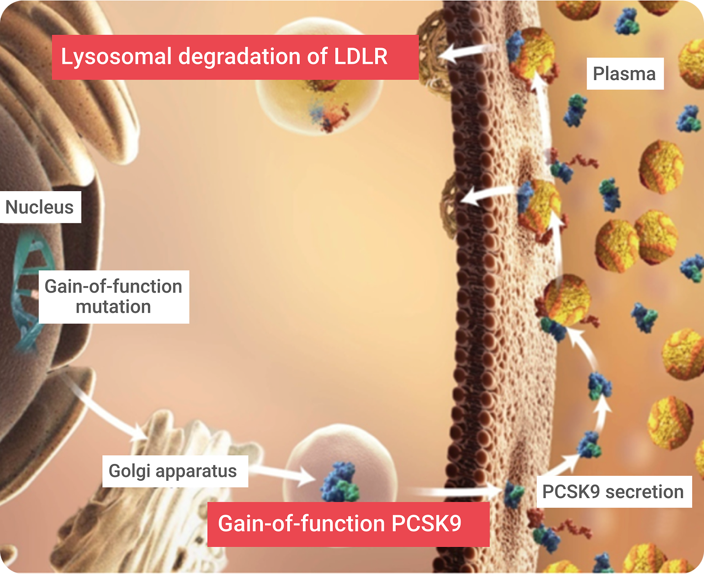 ldlr-2