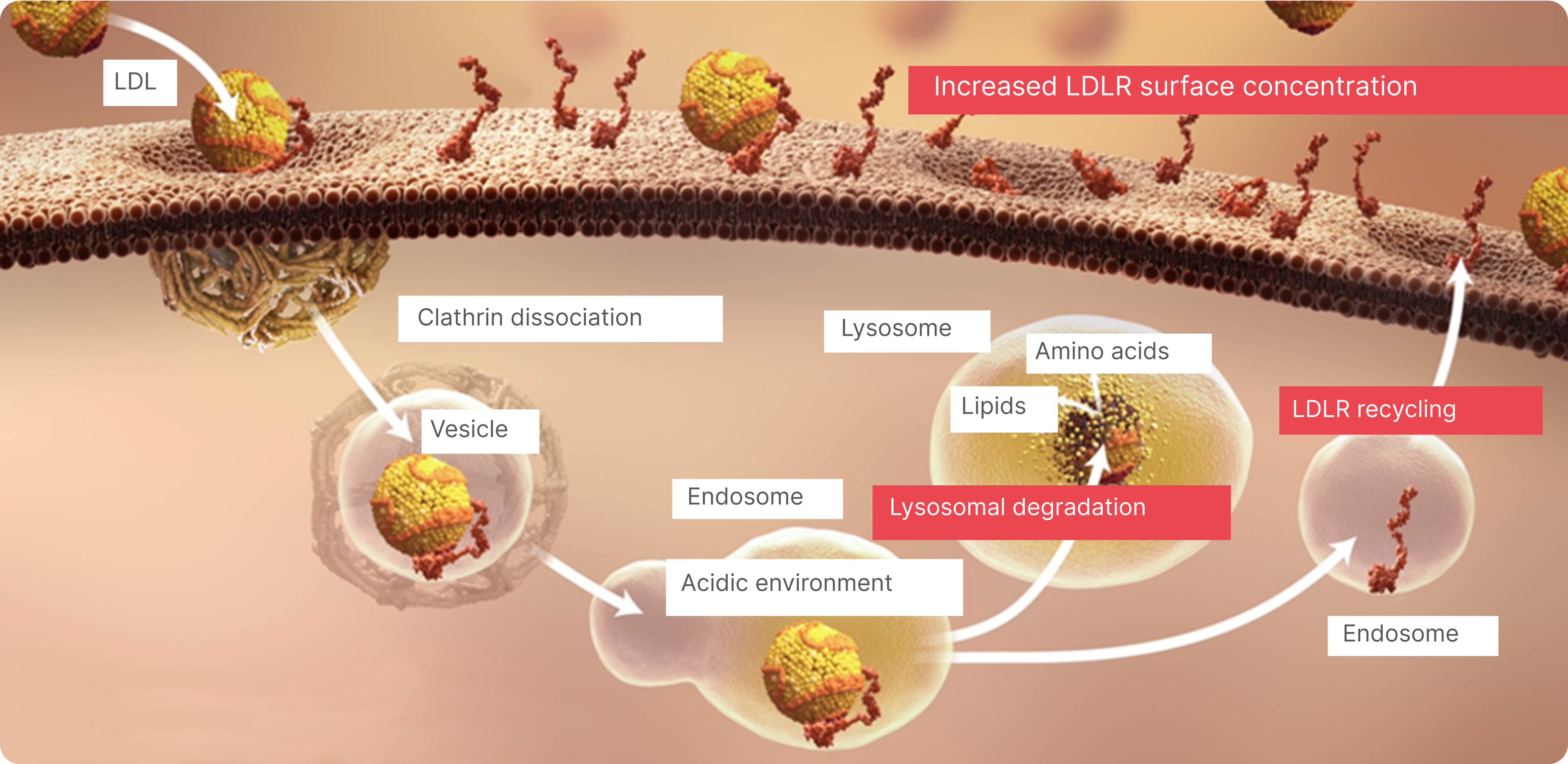 Cholesterol Synthesis and Regulation